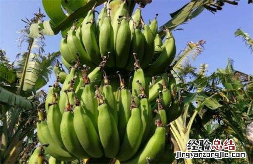 香蕉常见种类图片名称 香蕉分几种图片