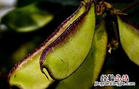 刀豆的功效与作用图片 刀豆的功效与作用