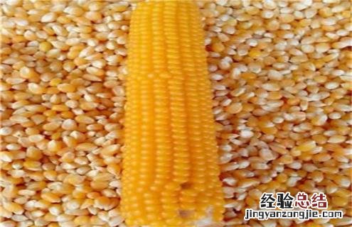 玉米种类图片大全图片 玉米常见的种类及图片