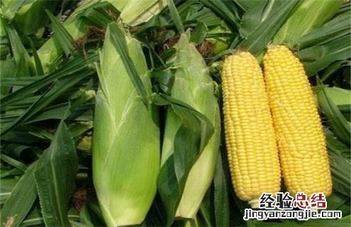 玉米种类图片大全图片 玉米常见的种类及图片