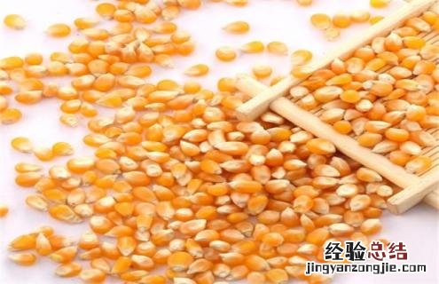 玉米种类图片大全图片 玉米常见的种类及图片