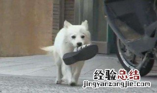 狗叼鞋子是什么兆头 狗叼鞋子是什么意思