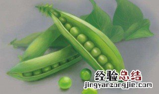 青豆虫怎么养殖繁育方法 青豆虫怎么养殖繁育?