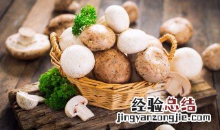 蘑菇怎么读 蘑菇的读音