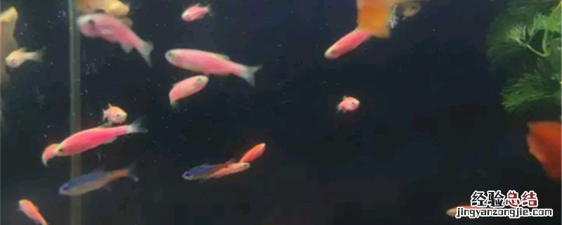 斑马鱼是不是冷水鱼 斑马鱼是冷水鱼吗