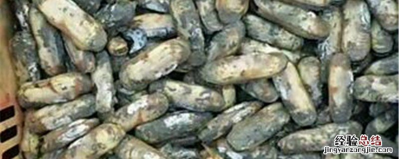 蛏死掉了还能吃吗 蛏子死了还能吃了吗