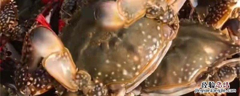 梭子蟹红膏和黄膏区别 梭子蟹有黄和膏吗