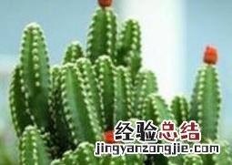 种植万重山的好处是什么 种植万重山的好处
