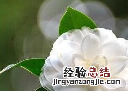白茶花的功效与作用图片 白茶花的功效与作用