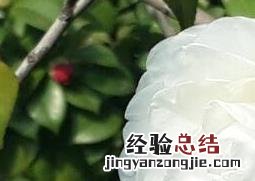 白茶花的功效与作用图片 白茶花的功效与作用