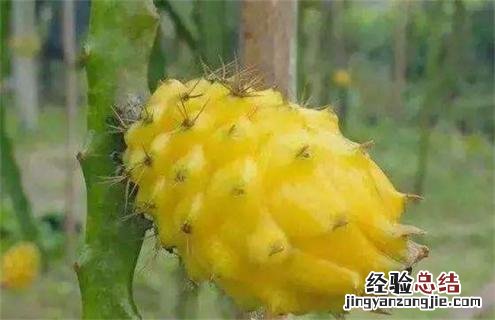 火龙果常见种类及图片 火龙果常见种类及图片及名称
