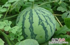 西瓜常见品种及图片大全 西瓜常见品种及图片