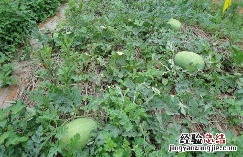 西瓜常见品种及图片大全 西瓜常见品种及图片