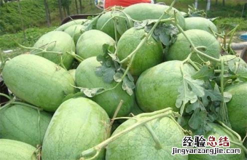西瓜常见品种及图片大全 西瓜常见品种及图片