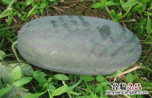 西瓜常见品种及图片大全 西瓜常见品种及图片