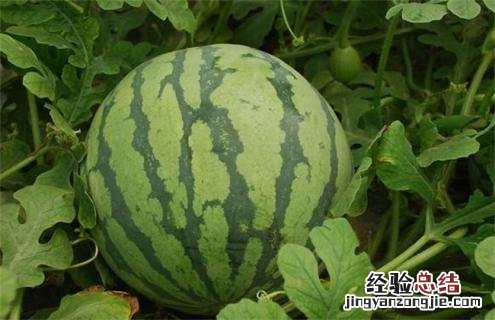 西瓜常见品种及图片大全 西瓜常见品种及图片
