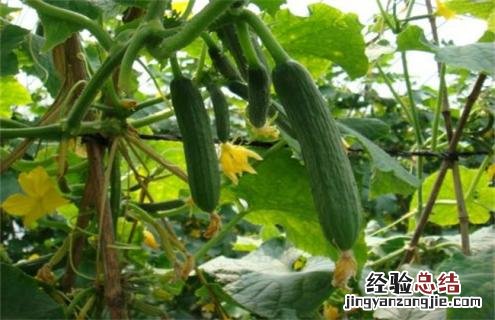 黄瓜常见的种类及图片介绍 黄瓜常见的种类及图片