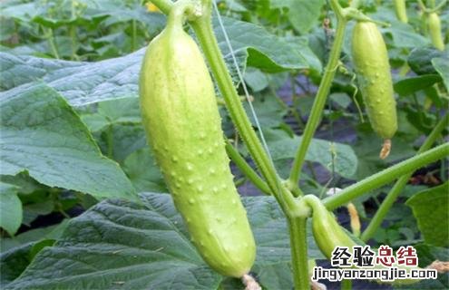黄瓜常见的种类及图片介绍 黄瓜常见的种类及图片