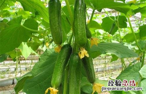 黄瓜常见的种类及图片介绍 黄瓜常见的种类及图片