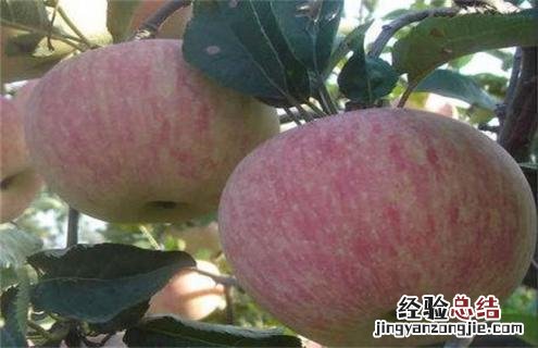 苹果的种类名称及图片大全集 苹果常见种类图片大全