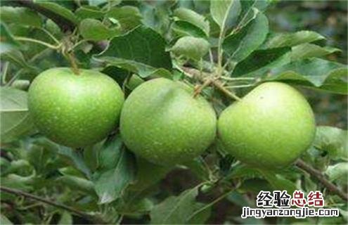 苹果的种类名称及图片大全集 苹果常见种类图片大全