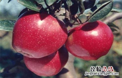 苹果的种类名称及图片大全集 苹果常见种类图片大全