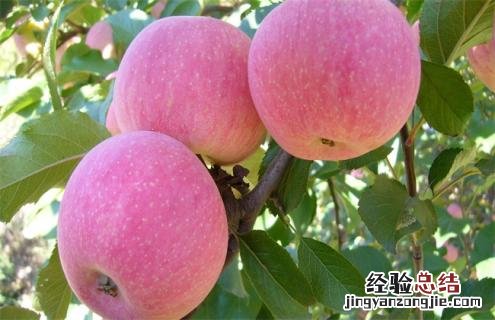 苹果的种类名称及图片大全集 苹果常见种类图片大全