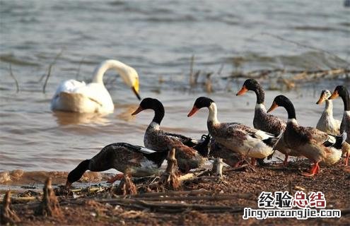鸭的种类及图片大全 鸭的种类及图片