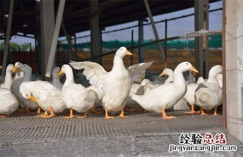 鸭的种类及图片大全 鸭的种类及图片