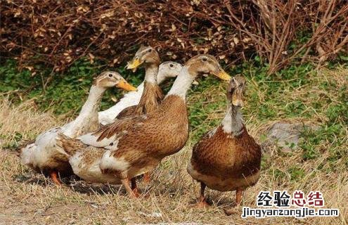 鸭的种类及图片大全 鸭的种类及图片