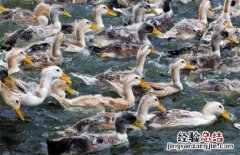鸭的种类及图片大全 鸭的种类及图片