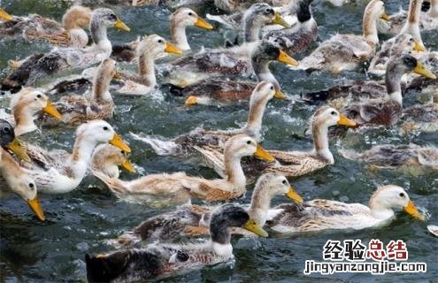 鸭的种类及图片大全 鸭的种类及图片
