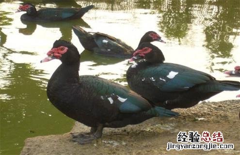 鸭的种类及图片大全 鸭的种类及图片