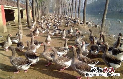 鸭的种类及图片大全 鸭的种类及图片