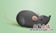 家里有老鼠消灭最快方法 家里有老鼠消灭最快方法推荐