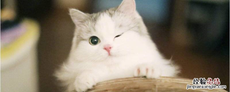 猫咪比喻成什么样警察 猫中的比喻句