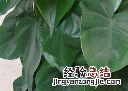 心叶藤有什么功效 藤子叶的功效