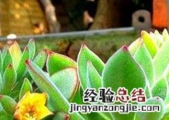 锦晃星的功效有哪些 锦晃星有什么好处