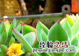 锦晃星的功效有哪些 锦晃星有什么好处