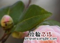 山茶花的功效与作用及副作用图片 山茶花的功效与作用及副作用