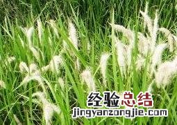 白茅花的作用与功效禁忌 白茅花的作用与功效