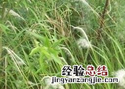 白茅花的作用与功效禁忌 白茅花的作用与功效