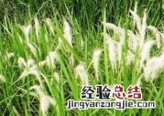 白茅花的作用与功效禁忌 白茅花的作用与功效