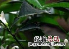 玳玳花怎么养护 玳玳花的养植与修护