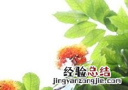 无忧树图片 无忧树图片价格