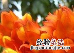 无忧树图片 无忧树图片价格