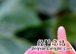粉掌图片 粉掌图片三拼拼一起的