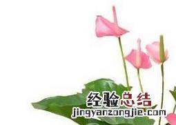 粉掌图片 粉掌图片三拼拼一起的
