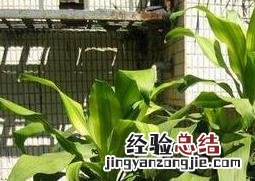 巴西铁树的风水作用 巴西铁树图片