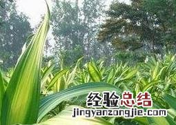 巴西铁树的风水作用 巴西铁树图片